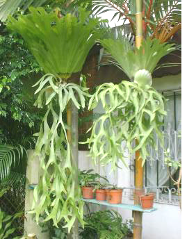 オンライン購入 P.coronarium Philippines - 観葉植物
